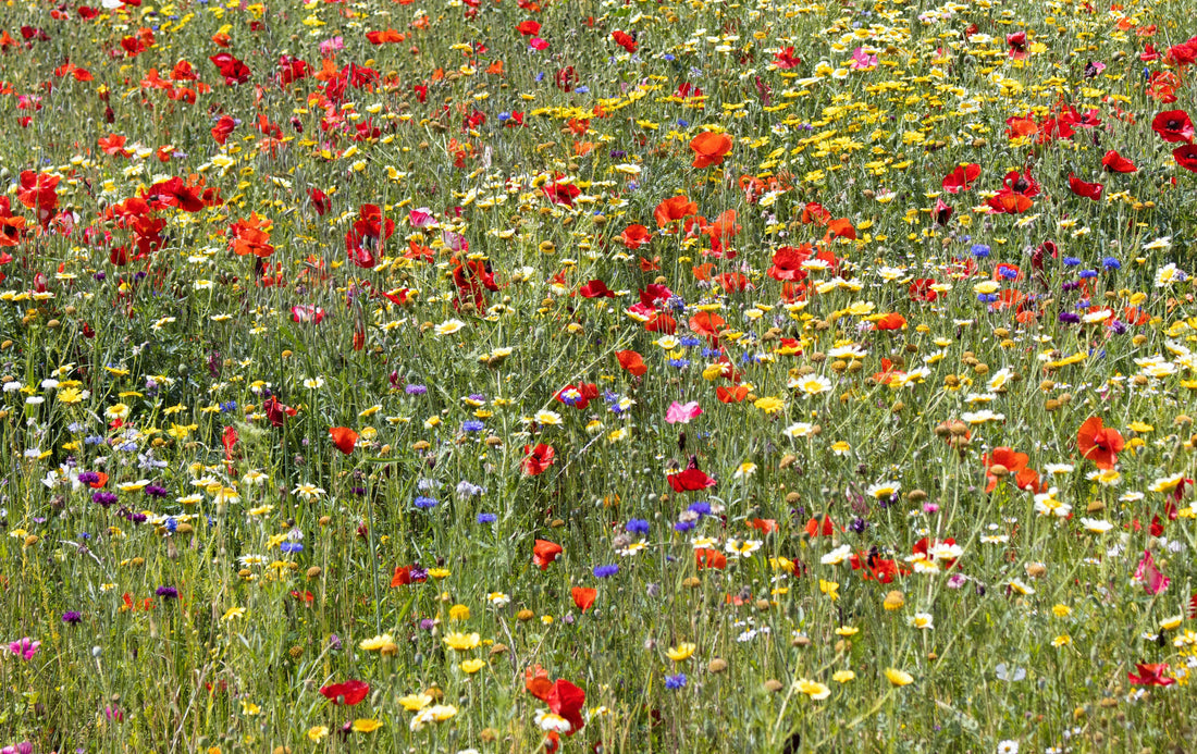 The Eco-Friendly Magic of Green Planet Living Seed Paper: How It Works and Why It Matters
