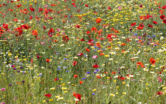 The Eco-Friendly Magic of Green Planet Living Seed Paper: How It Works and Why It Matters